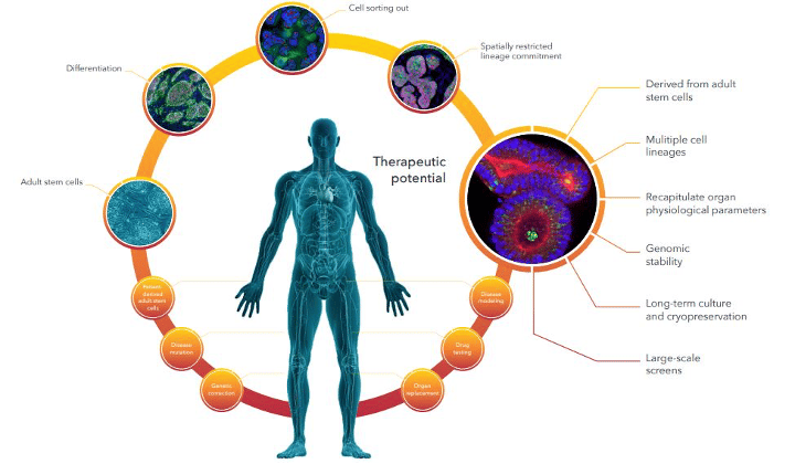 generating-patient-derived-organoids-a-comprehensive-approach