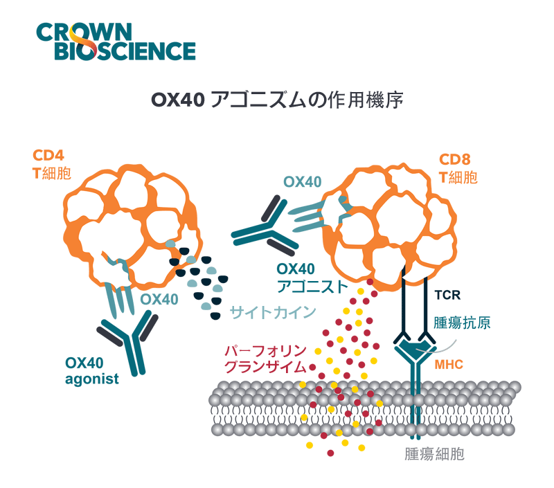 OX40アゴニスト抗体によるがん免疫療法の促進